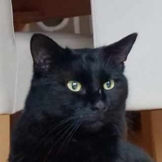 Porträt eines Katers